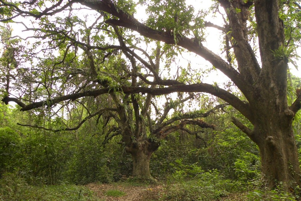 Chintamani Kar Bird Sanctuary, Rajpur, tourist places Near Kolkata