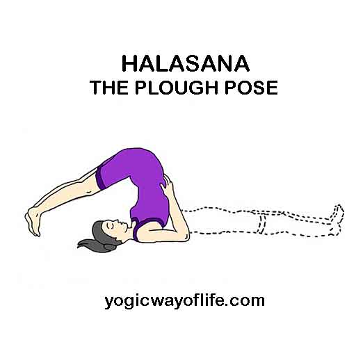 Halasana