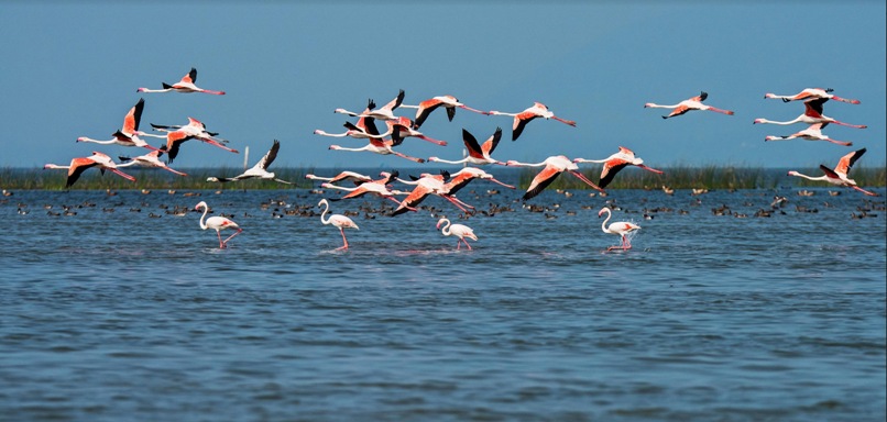 Chilika Lake Tourist Places in Odisha