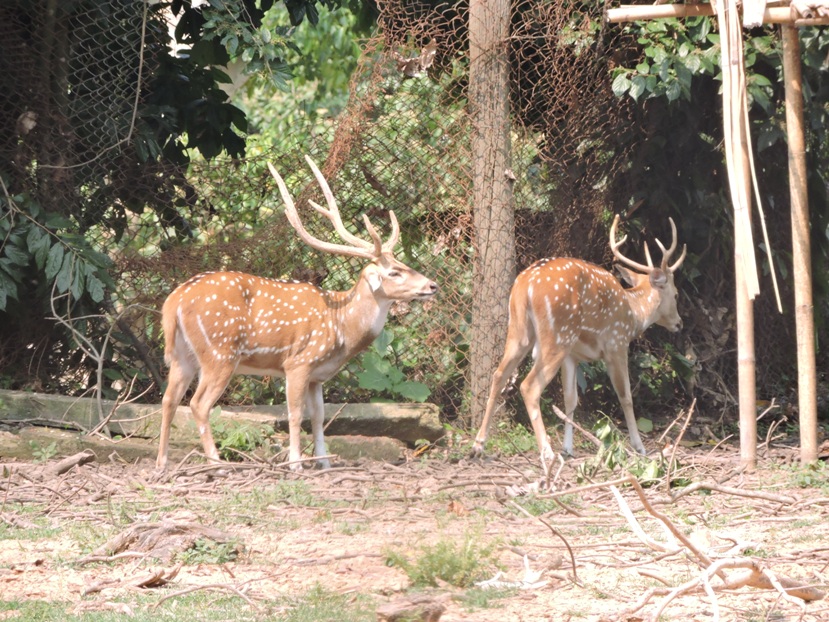 Sepahijala Wildlife Sanctuary Tourist Places in Tripura