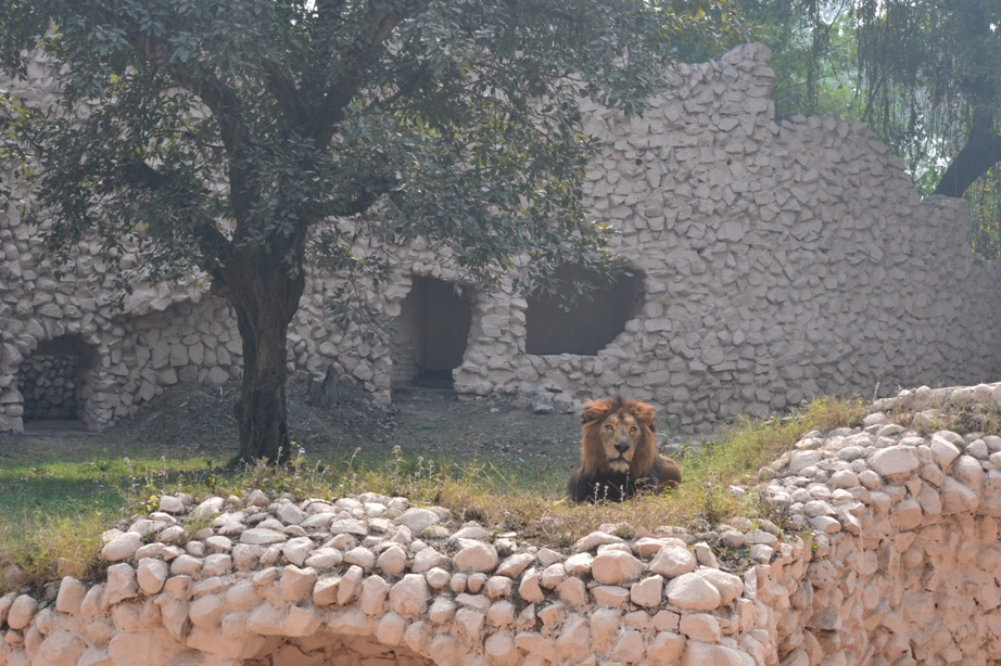 Lucknow Zoo Tourist Places in Lucknow