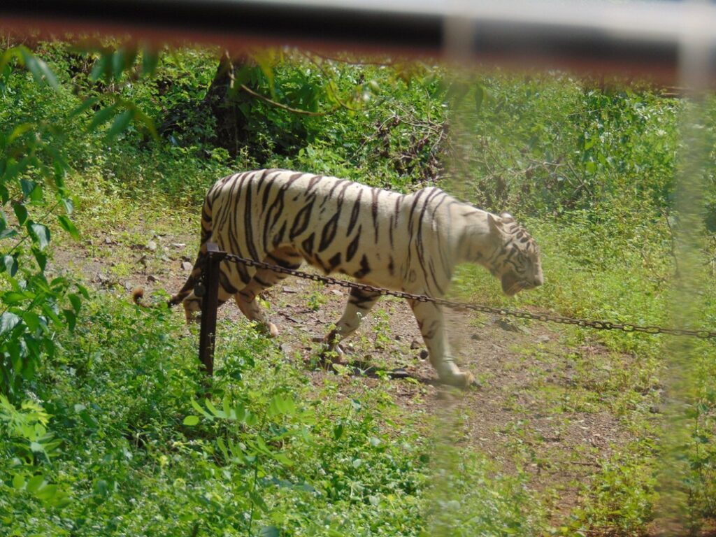 Nandankanan Zoological Park Tourist Places in Bhubaneswar