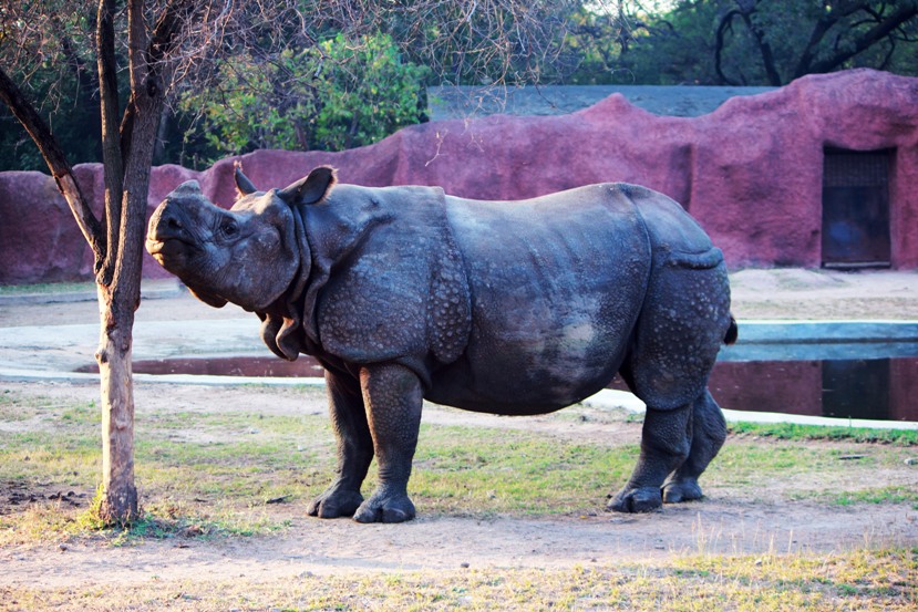 Nehru Zoological Park Tourist Places in Hyderabad