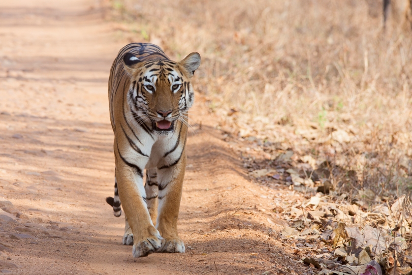 TadobaAndhari Tiger Reserve Tourist Places in Madhya Pradesh