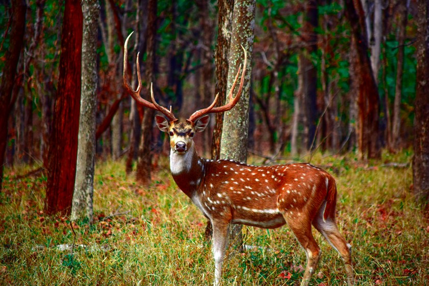 Pench National Park Tourist Places in Nagpur