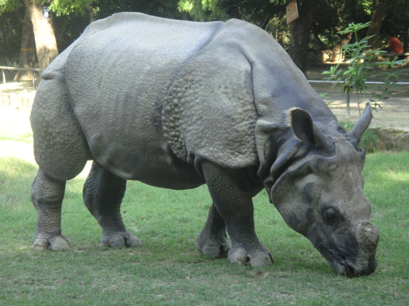 Allen Forest Zoo Tourist Places in Kanpur