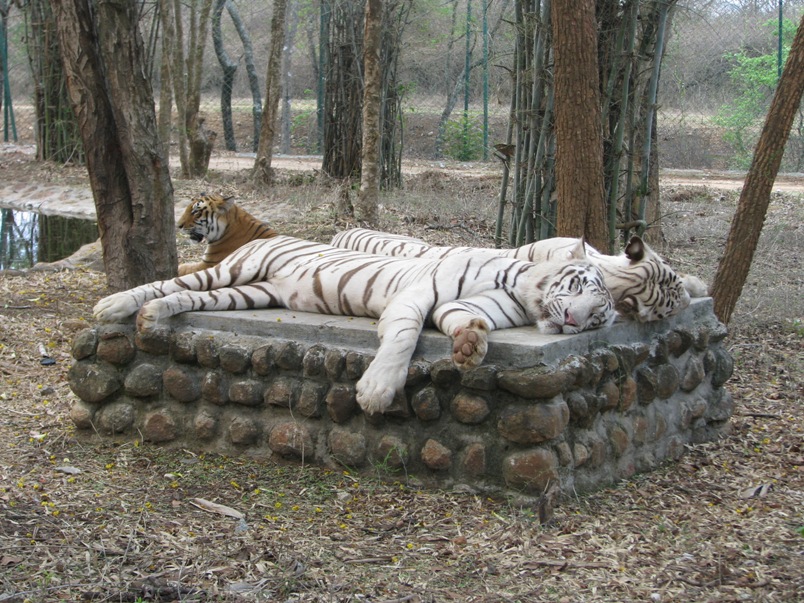 Bannerghatta National Park Tourist Places in Bangalore