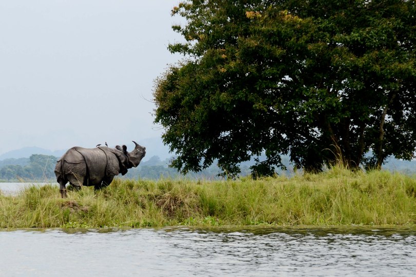 Kaziranga National Park Tourist Places in Guwahati