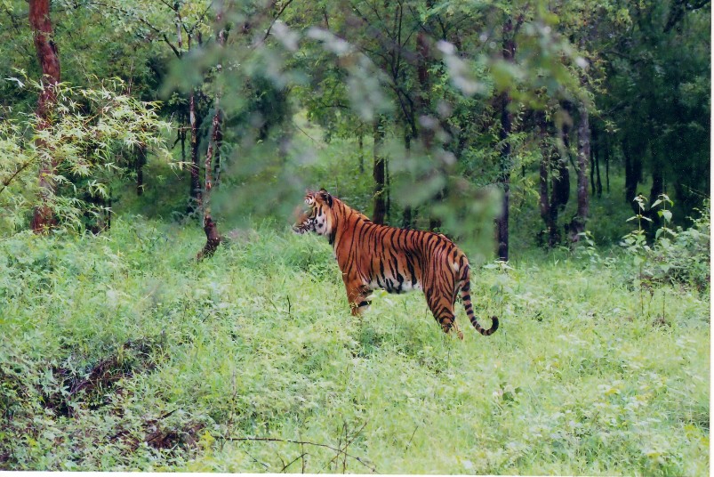 Bhadra Wildlife Sanctuary Tourist Places in Chikmagalur