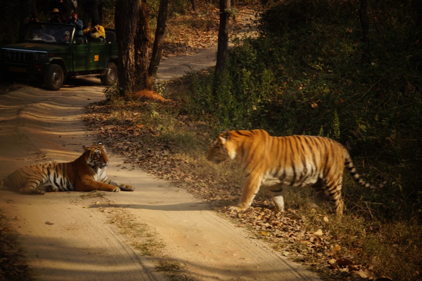 Kanha National Park Tourist Destinations in Madhya Pradesh