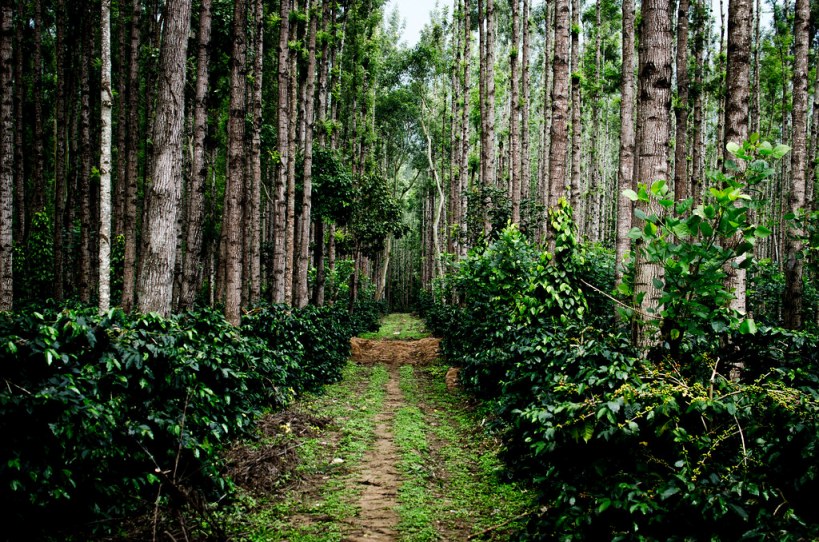 Coffee Plantations Tourist Places in Chikmagalur