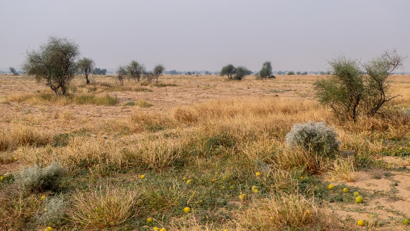 Desert National Park Tourist Places in Jaisalmer