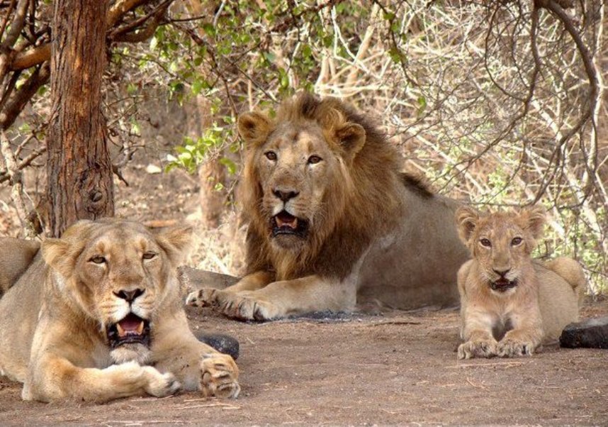 Gir National Park Tourist Places in Gujarat