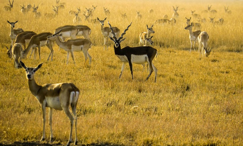 Velavadar Blackbuck National Park Tourist Places in Gujarat