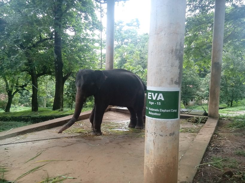 Konni Elephant Training Center in Pathanamthitta