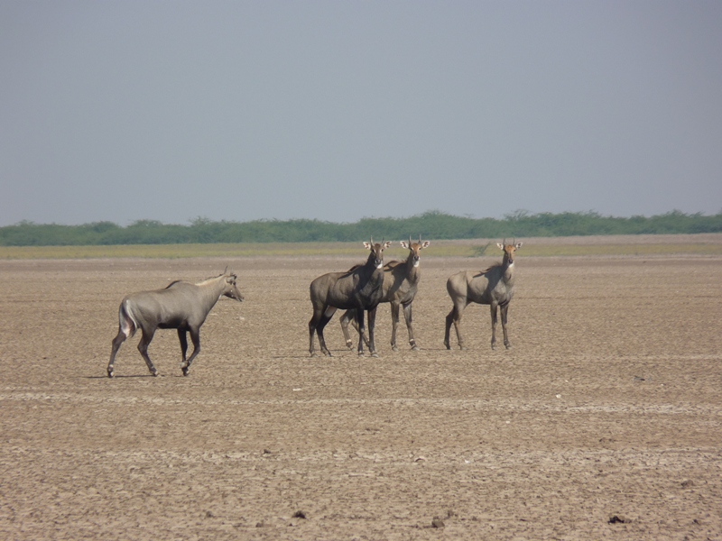 Wild Ass Sanctuary, Little Rann of Kutch Tourist Places in Gujarat