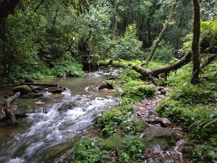 Mawphlang Sacred Forest Tourist Places in Shillong