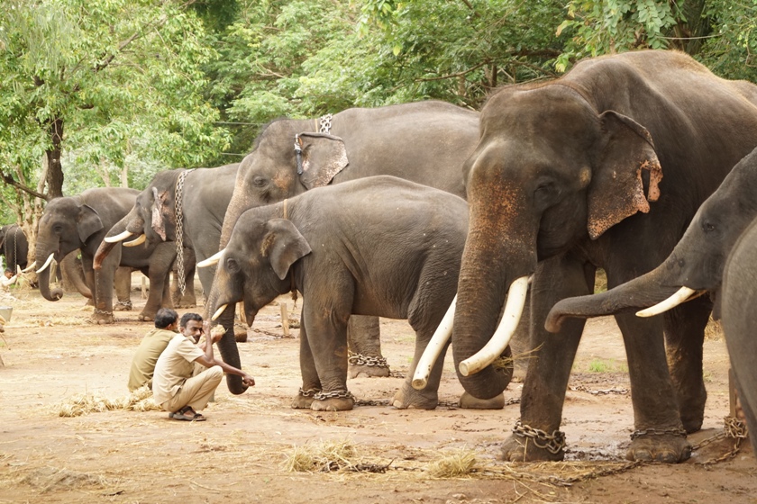 Sakrebailu Elephant Camp Tourist Places in Shimoga