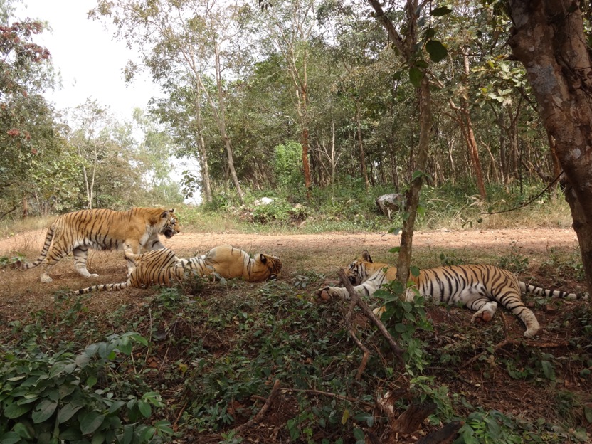 Tyavarekoppa Lion and Tiger Safari Tourist Places in Shimoga