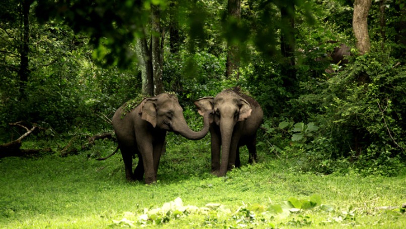 Wayanad Wildlife Sanctuary Tourist Places in Wayanad