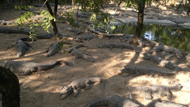 Crocodile Bank in Chennai