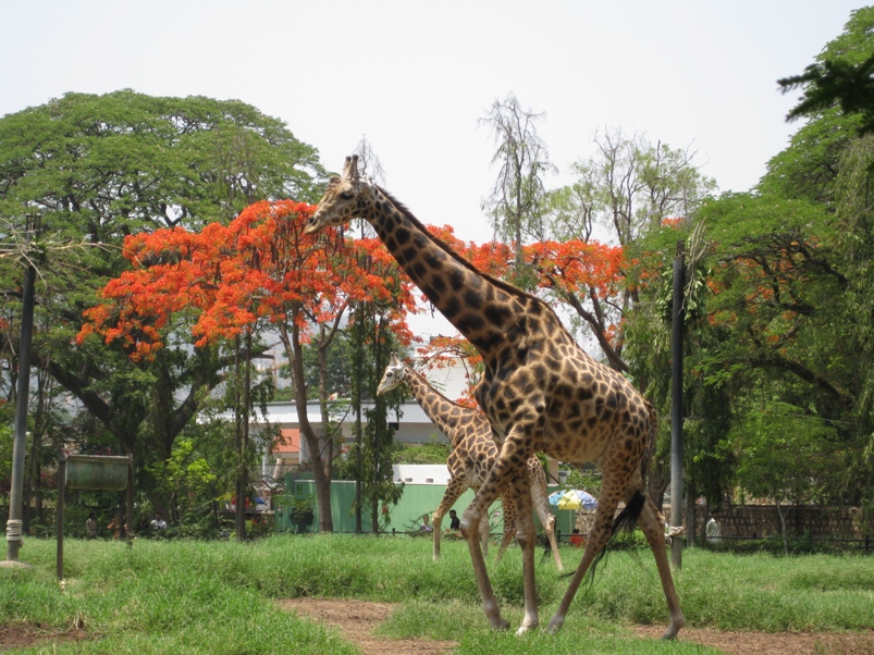 Mysore Zoo Tourist Places in Mysore